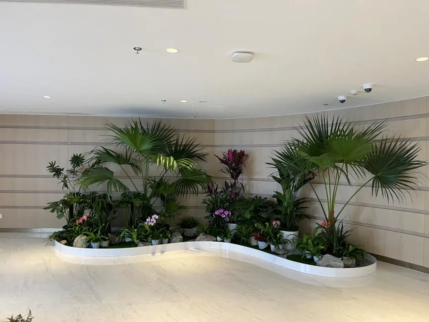 邂逅北仑绿植租摆,畅享自然绿意环绕的惬意